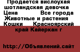 Продается вислоухая шотландская девочка › Цена ­ 8 500 - Все города Животные и растения » Кошки   . Красноярский край,Кайеркан г.